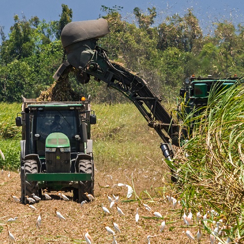 sugarcane harvester