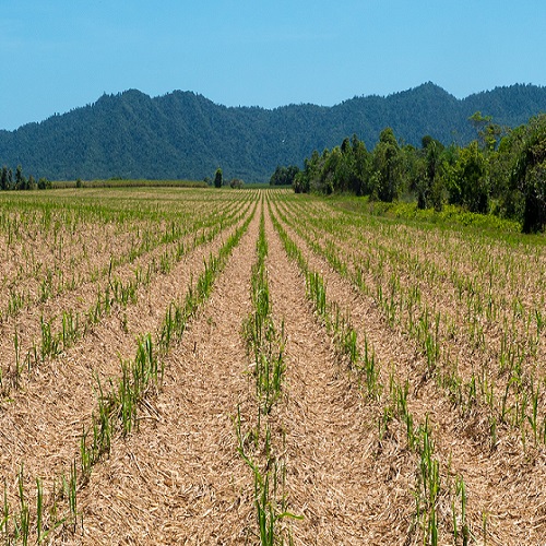 rows of plant cane