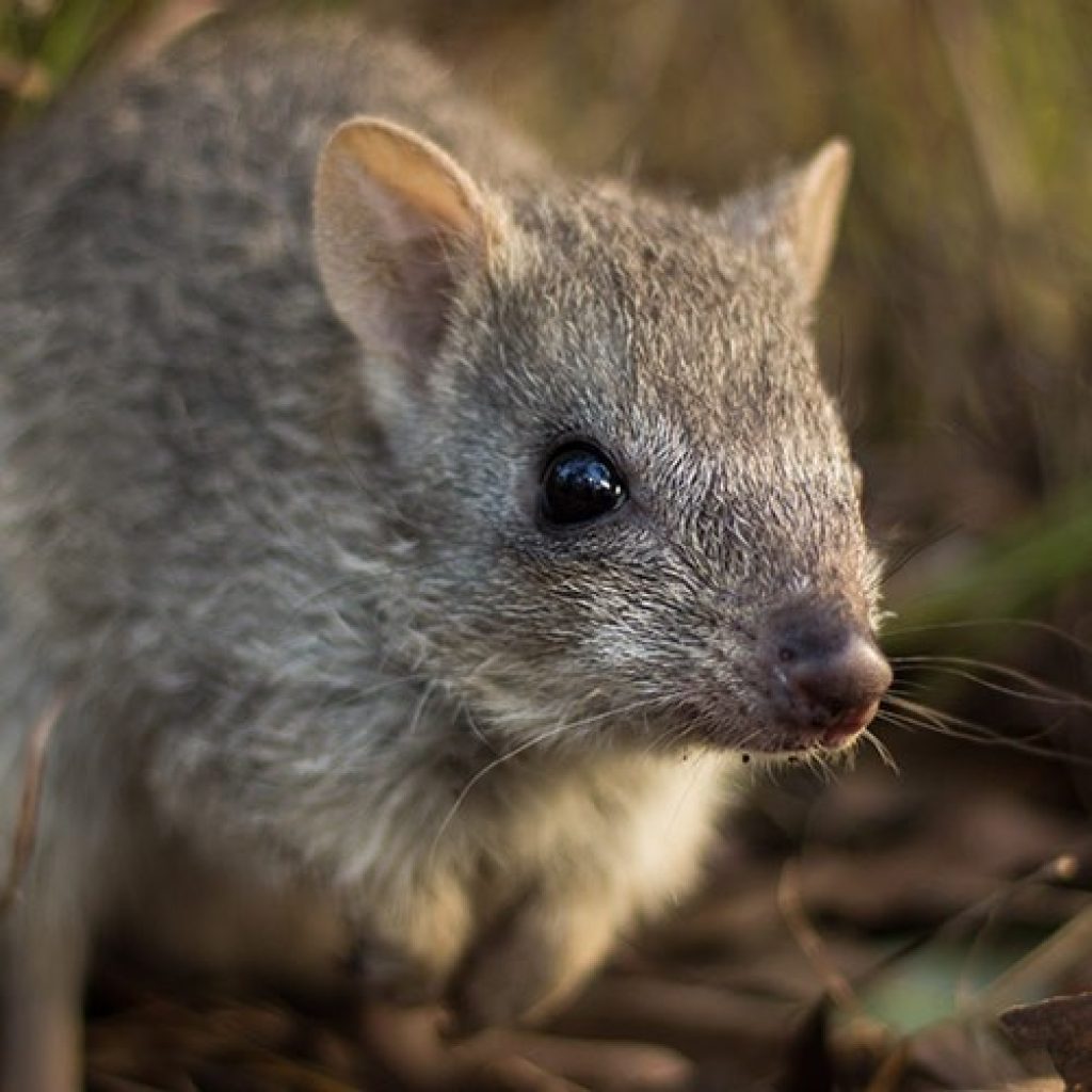 New Northern Bettong project