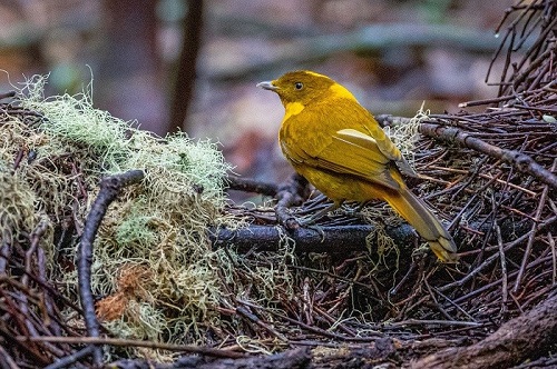 golden bowerbird
