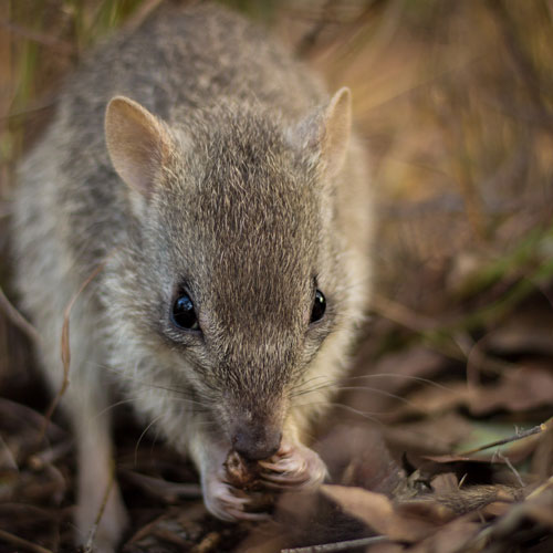 The endangered northern bettong