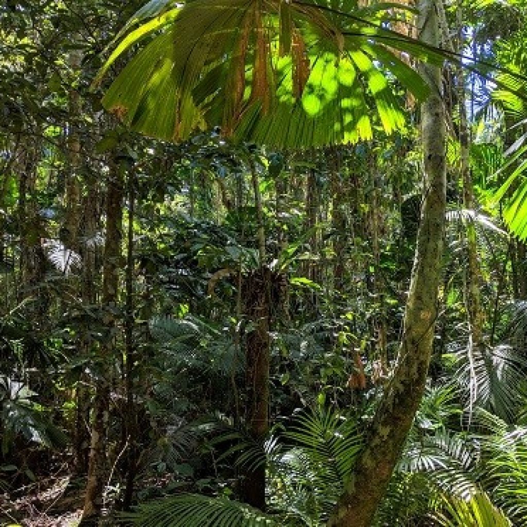 Lowland rainforest listed as endangered