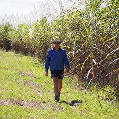 Farmer walking besides cane paddock