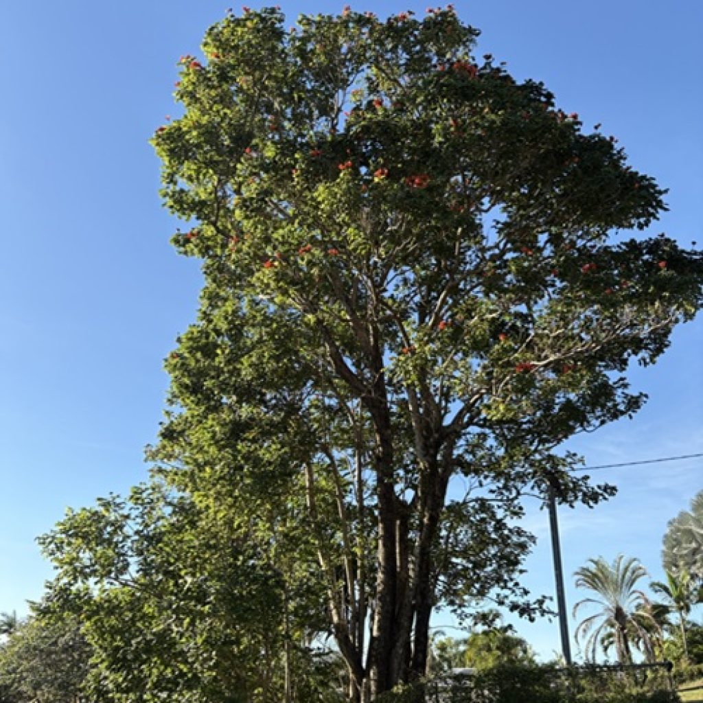 Know Your Weeds: African Tulip Tree