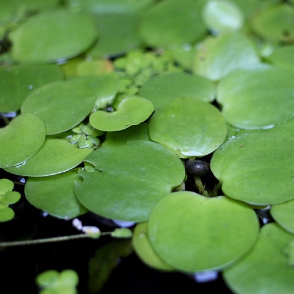 Amazon Frogbit