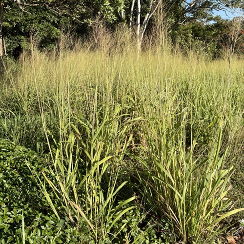 guinea grass
