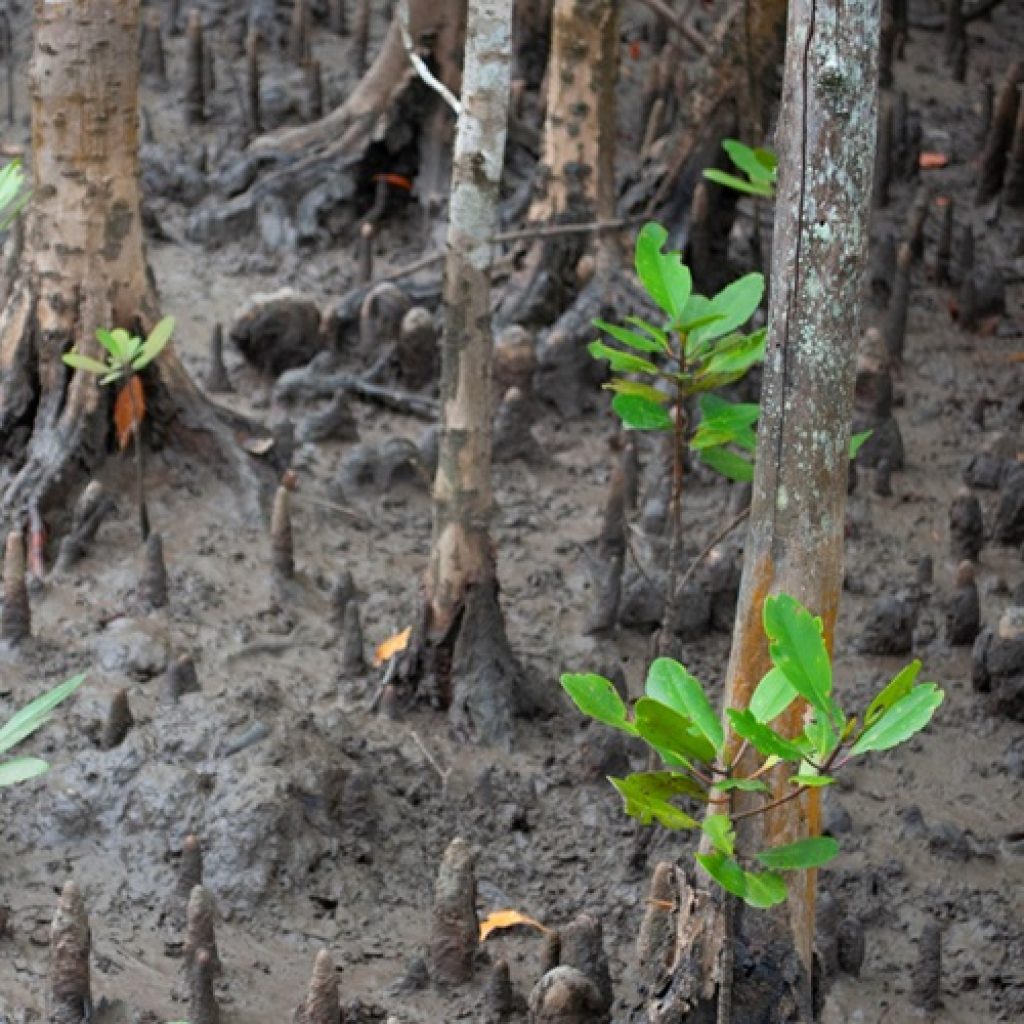 Mangrove Buffers