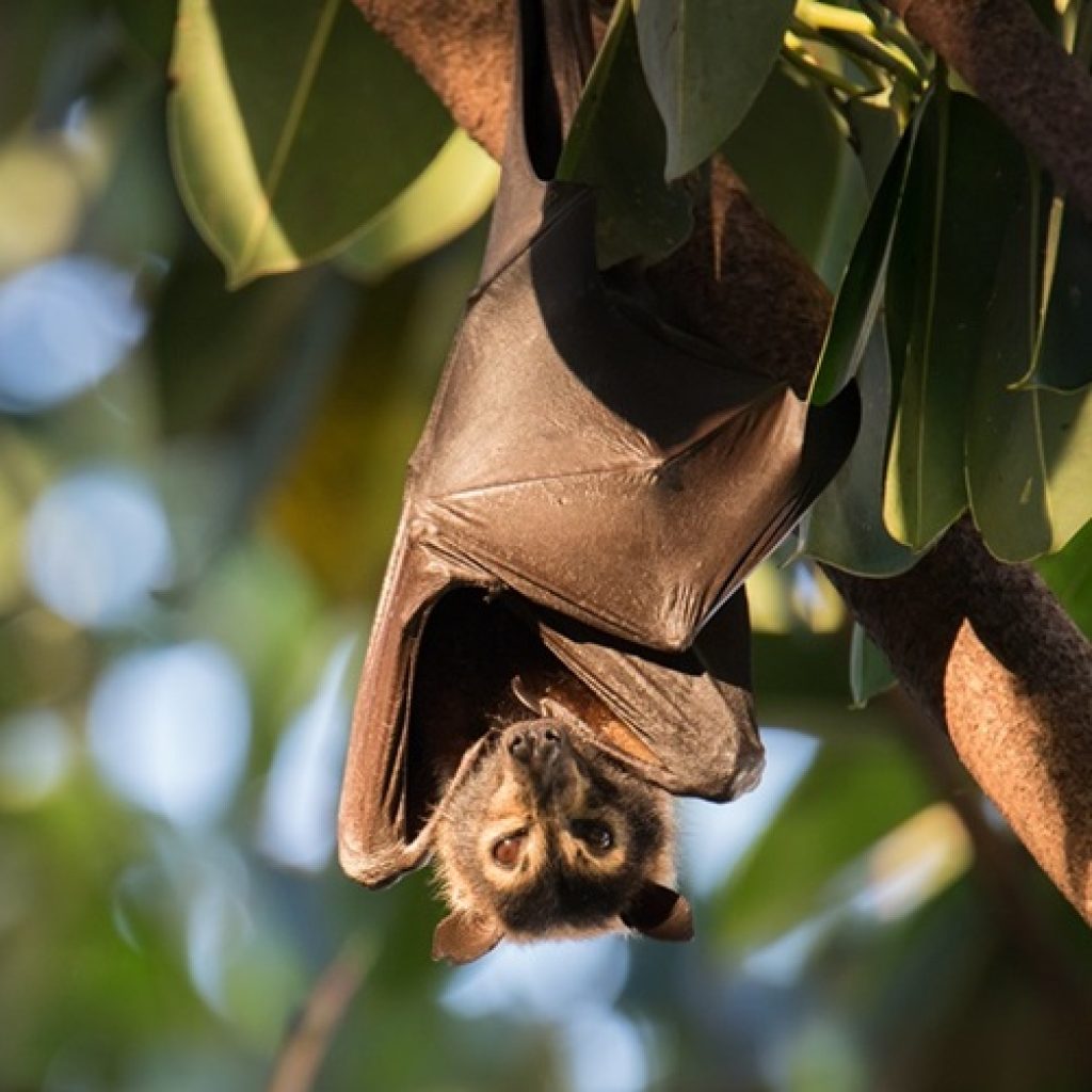Spectacled Flying-foxes – FAQS