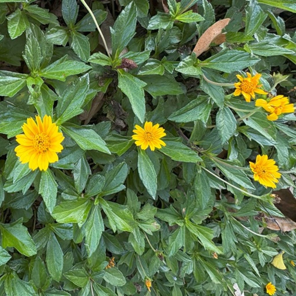 Know Your Weeds: Singapore Daisy