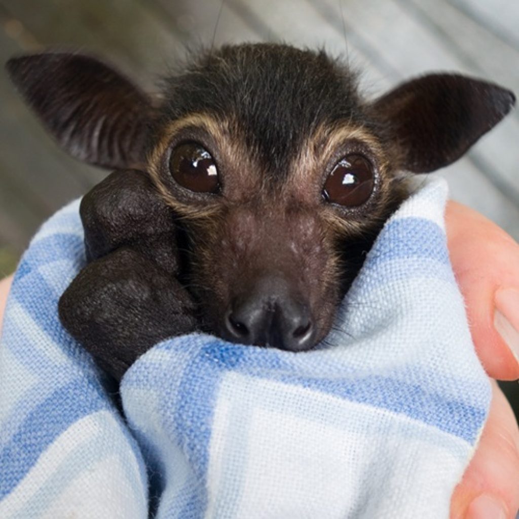 It’s Baby Bat Season