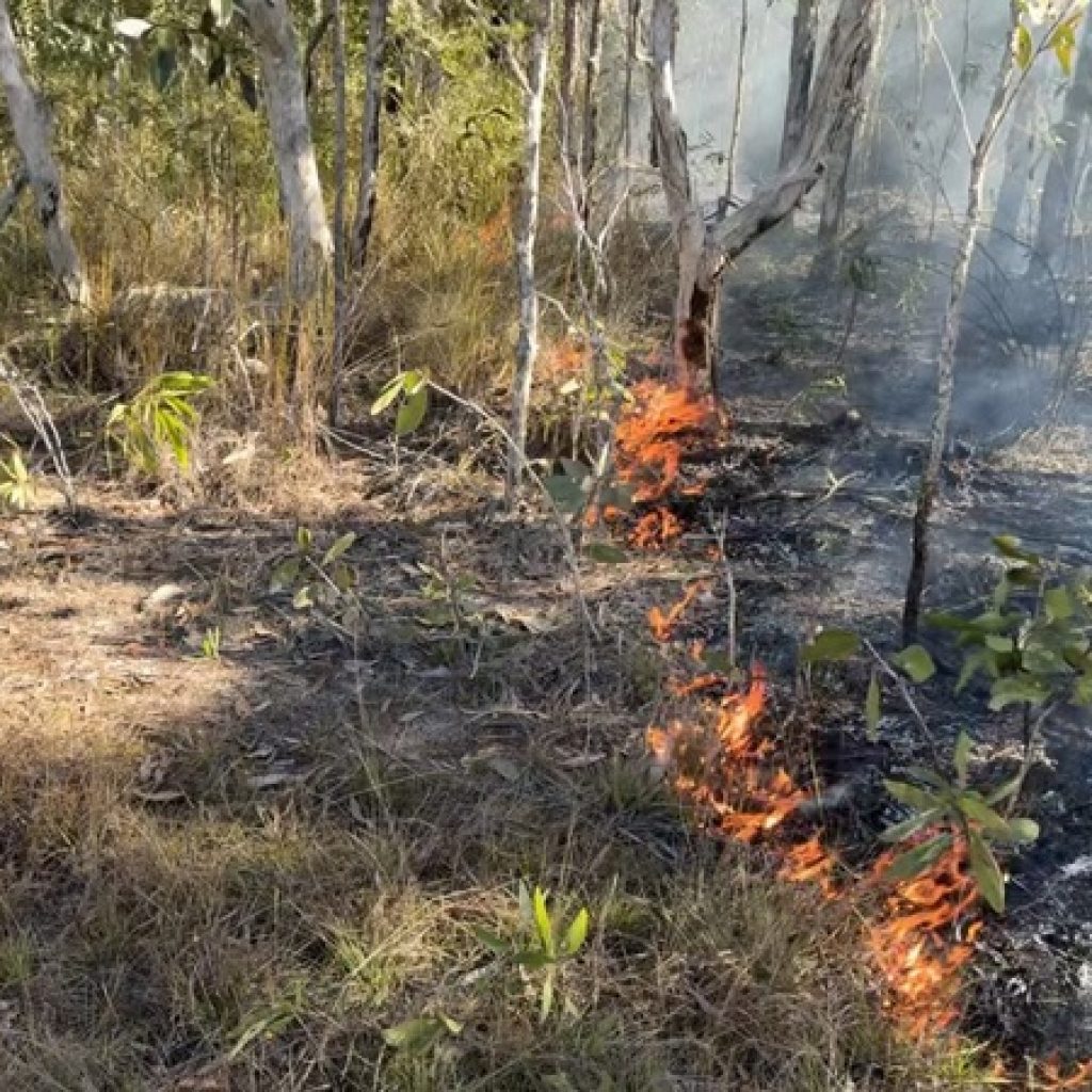 Cool burns in broadleaf tea-tree woodlands