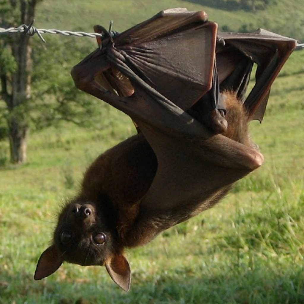 Wildlife-friendly fencing