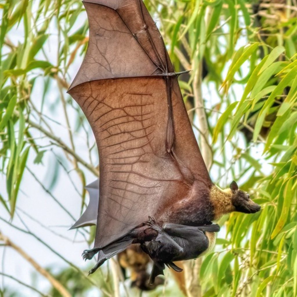 Bat Birthing Season Begins