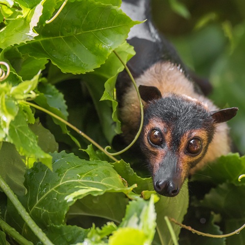 spectacled flying fox. 