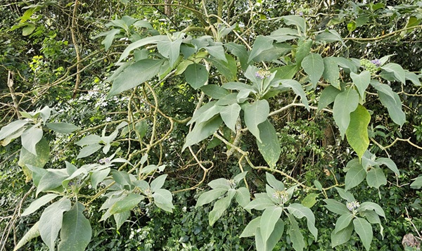 wild tobacco bush