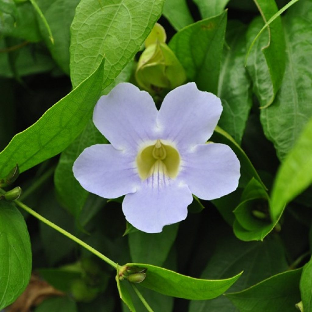 Know Your Weeds: Thunbergia Vine