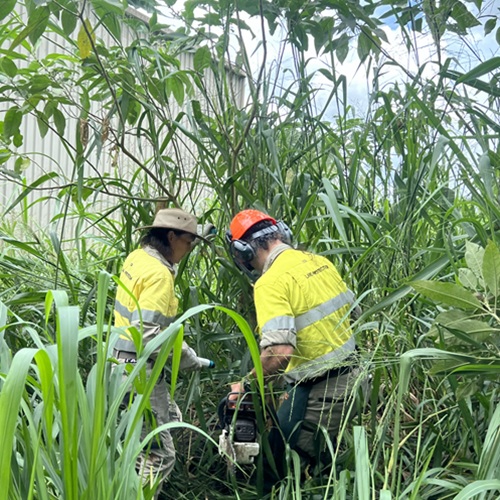 Wild Tobacco Bush: Invasive Weeds in the Wet Tropics