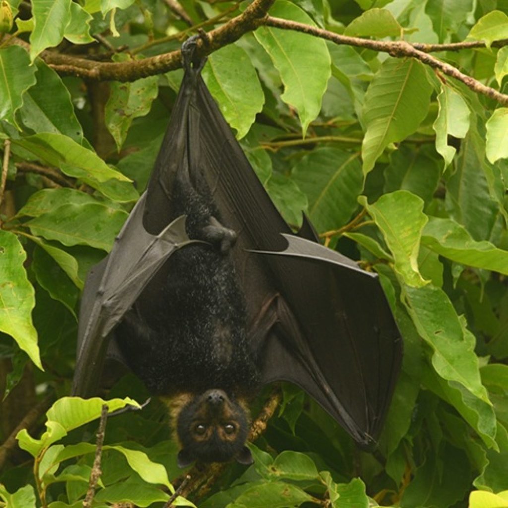 ITS BAT BREEDING SEASON