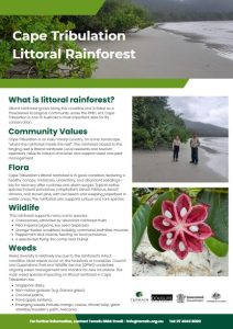 cape tribulation littoral rainforest