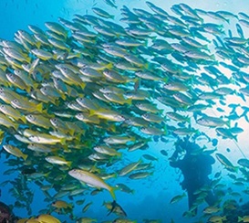 great barrier reef