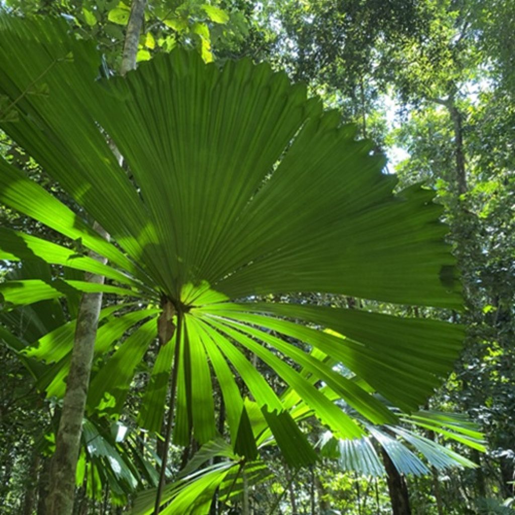 Lowland Tropical Rainforest