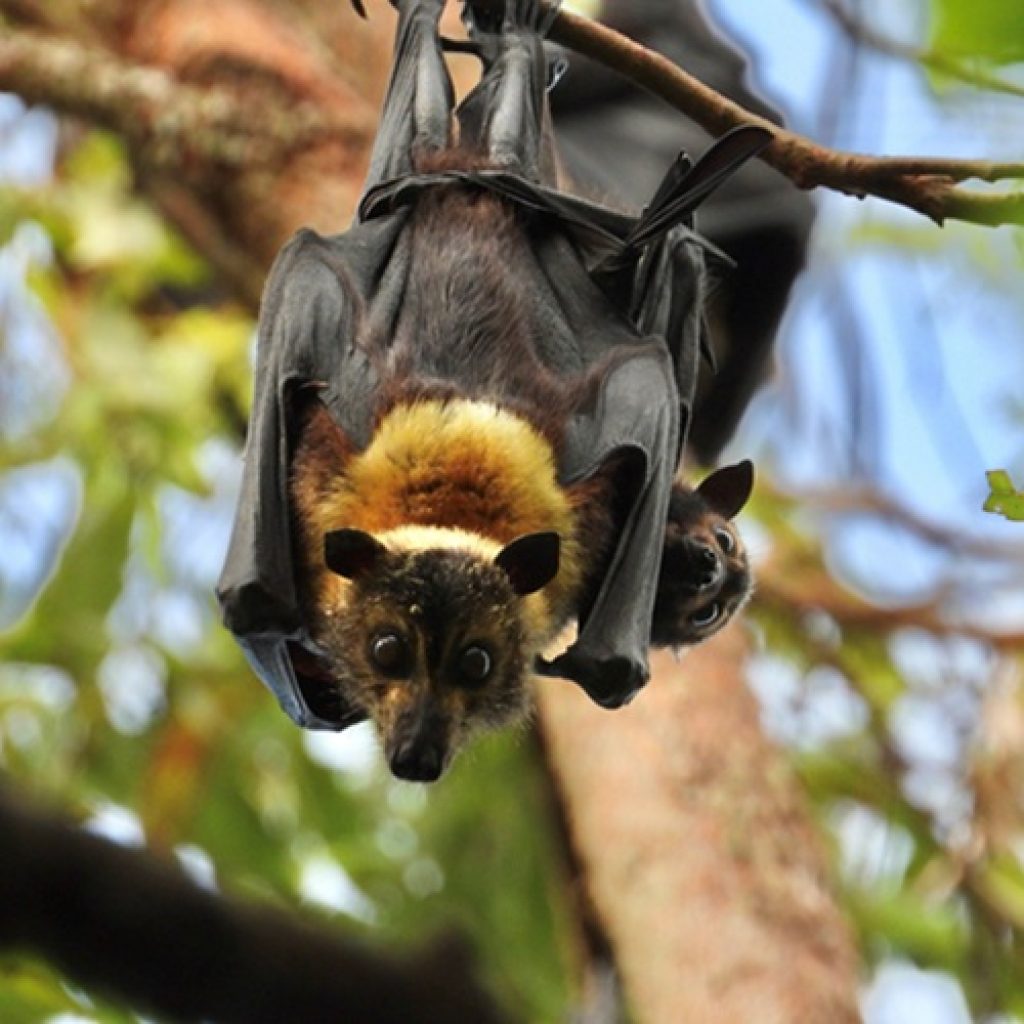 Bat Bassinet Trialled